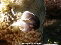 Lovely Headshield Slug - Chelidonura amoena by Hansruedi Wuersten 